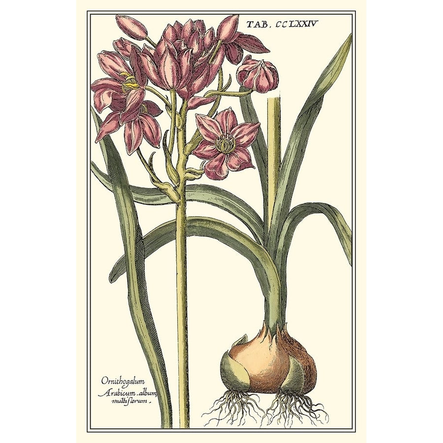 Botanical Beauty I Poster Print - Studio Vision-VARPDX17473Z Image 1