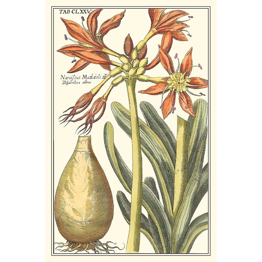 Botanical Beauty III Poster Print - Studio Vision-VARPDX17475Z Image 1