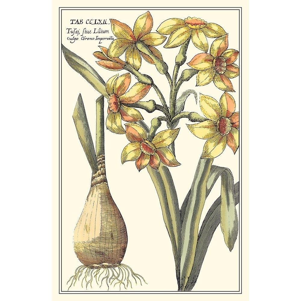 Botanical Beauty IV Poster Print - Studio Vision-VARPDX17476Z Image 1