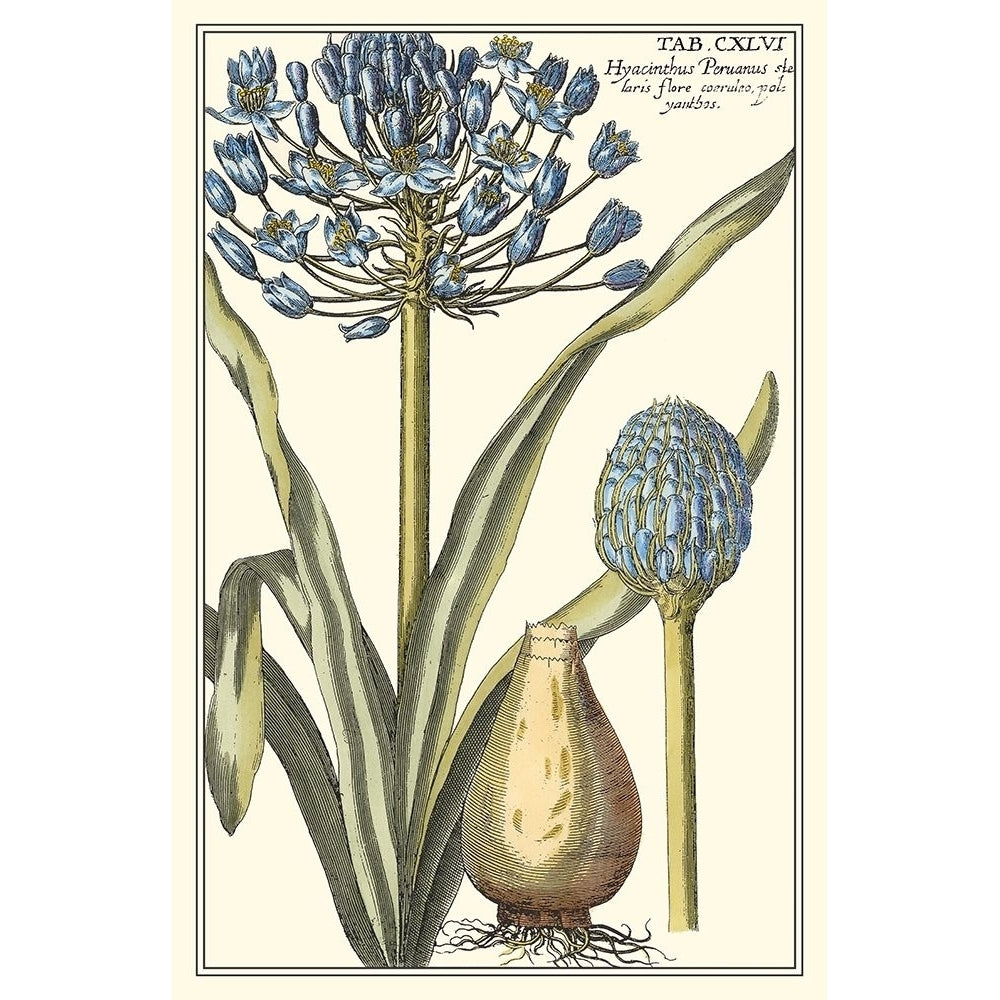 Botanical Beauty II Poster Print - Studio Vision-VARPDX17474Z Image 1