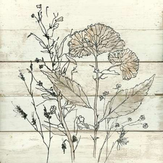 Dried Flower Study Poster Print by Carol Robinson-VARPDX17484 Image 2