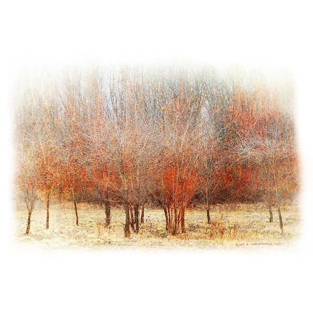 Row of Red Trees Poster Print - Chris Vest-VARPDX175090Z Image 1