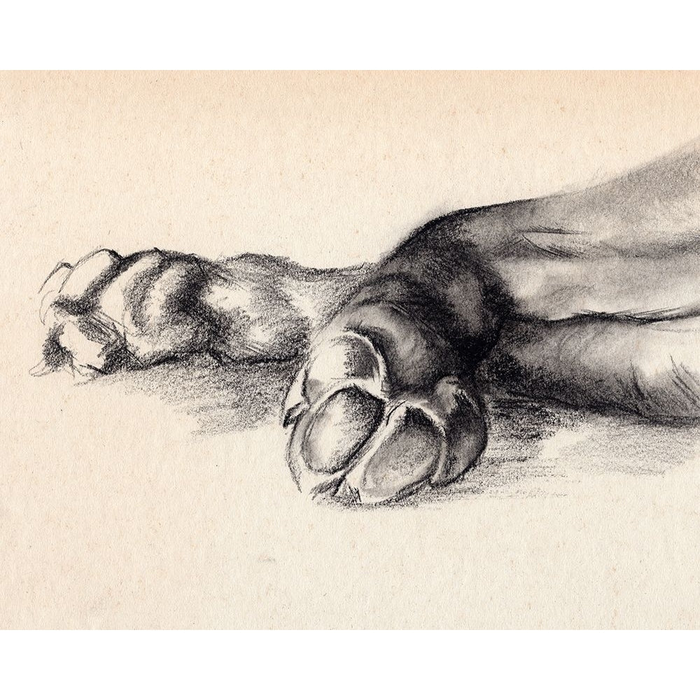 Charcoal Paws I Poster Print - Jennifer Paxton Parker-VARPDX175440Z Image 1