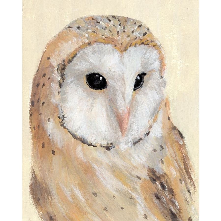 Common Barn Owl II Poster Print - Annie Warren-VARPDX175465Z Image 1