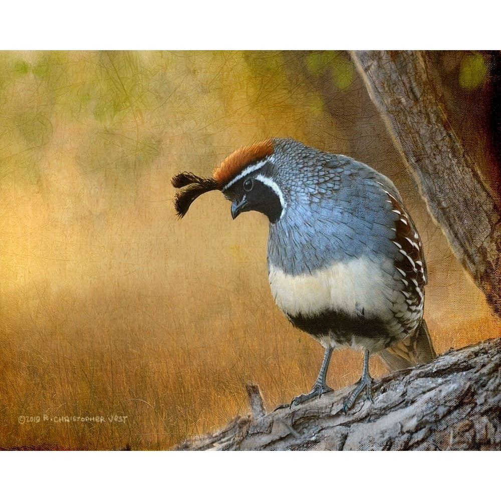 Male Quail Poster Print - Chris Vest-VARPDX175473Z Image 1