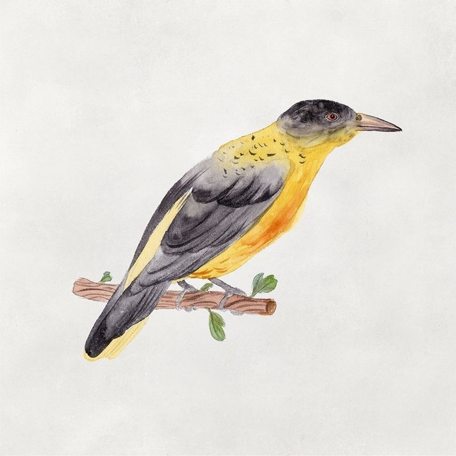 Bird Sketch VI Poster Print - Melissa Wang-VARPDX175949D Image 1