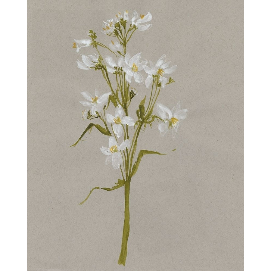 White Field Flowers I Poster Print - Jennifer Goldberger-VARPDX176008FN Image 1