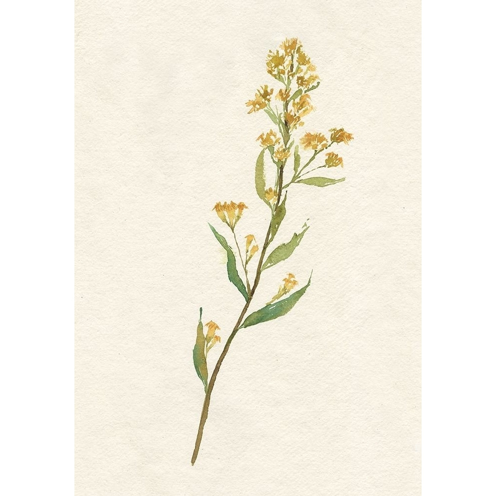 Delicate Yellow I Poster Print - Jennifer Goldberger-VARPDX176004FN Image 1