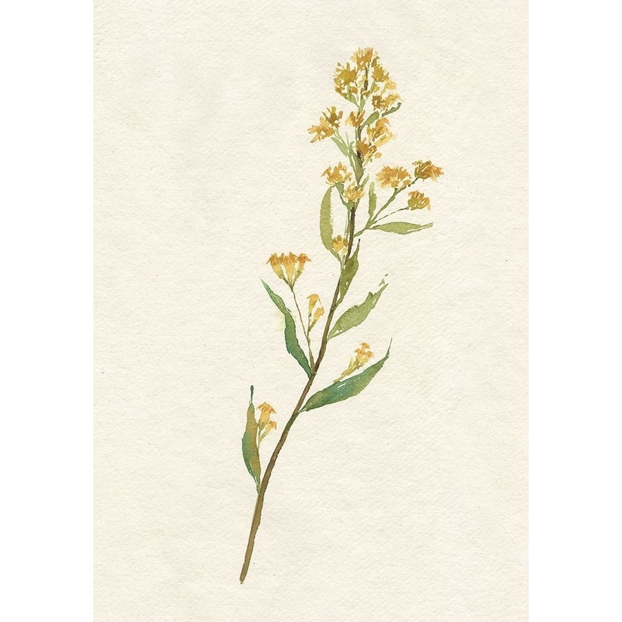 Delicate Yellow I Poster Print - Jennifer Goldberger-VARPDX176004FN Image 1