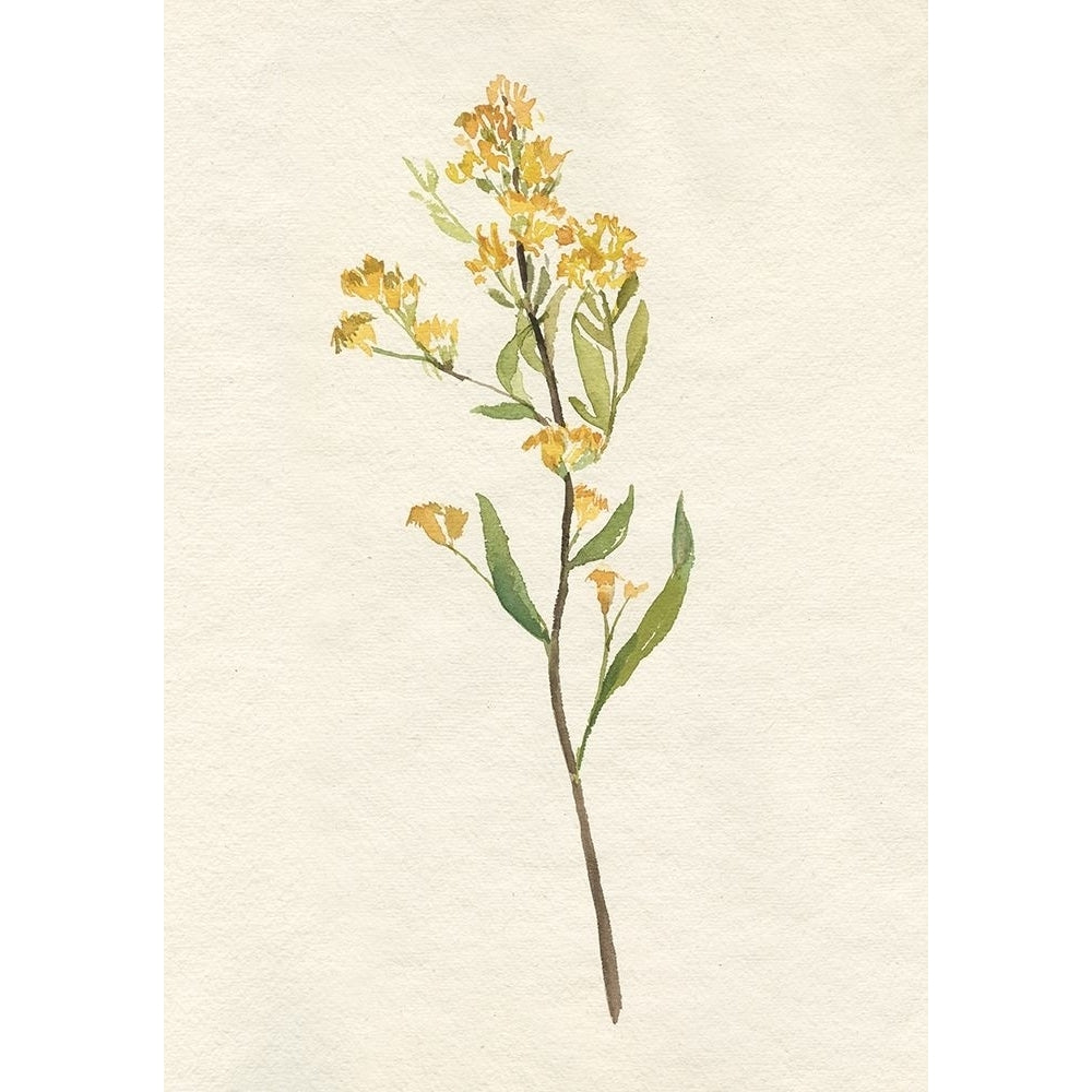 Delicate Yellow II Poster Print - Jennifer Goldberger-VARPDX176005FN Image 1