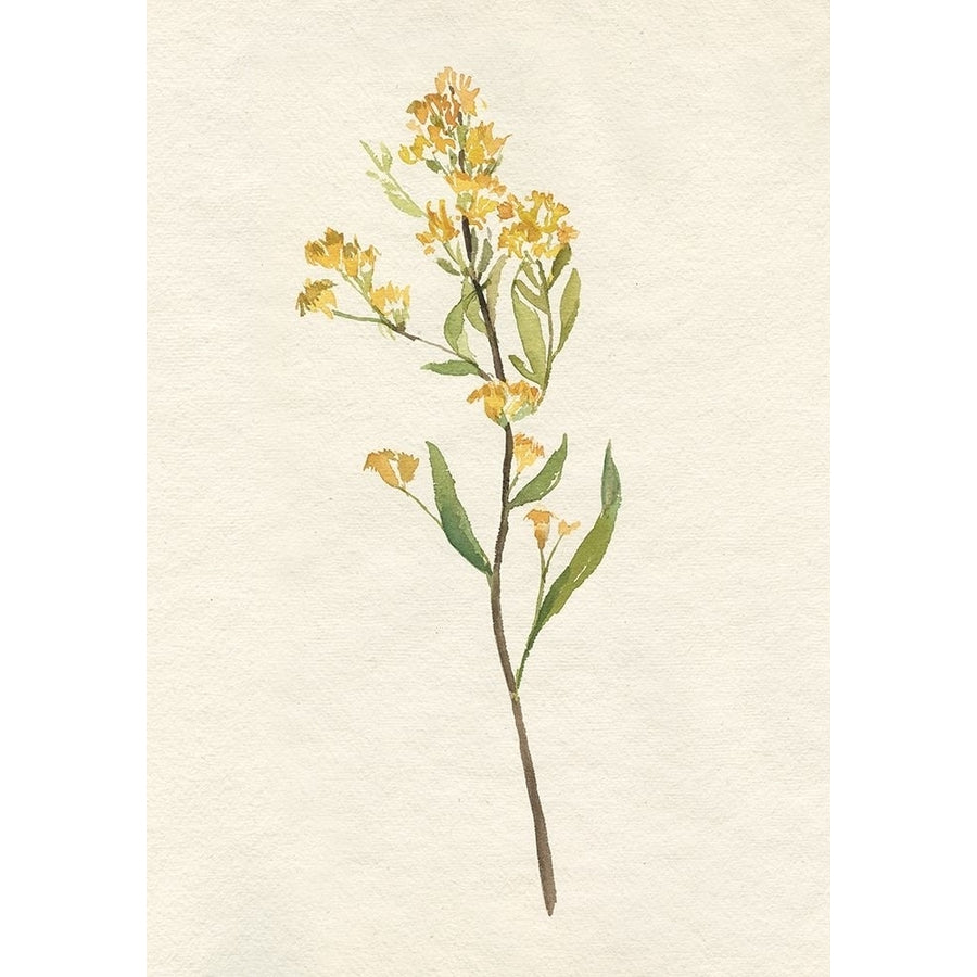 Delicate Yellow II Poster Print - Jennifer Goldberger-VARPDX176005FN Image 1