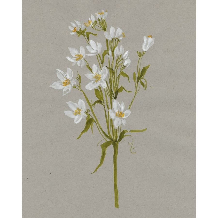 White Field Flowers II Poster Print - Jennifer Goldberger-VARPDX176009FN Image 1