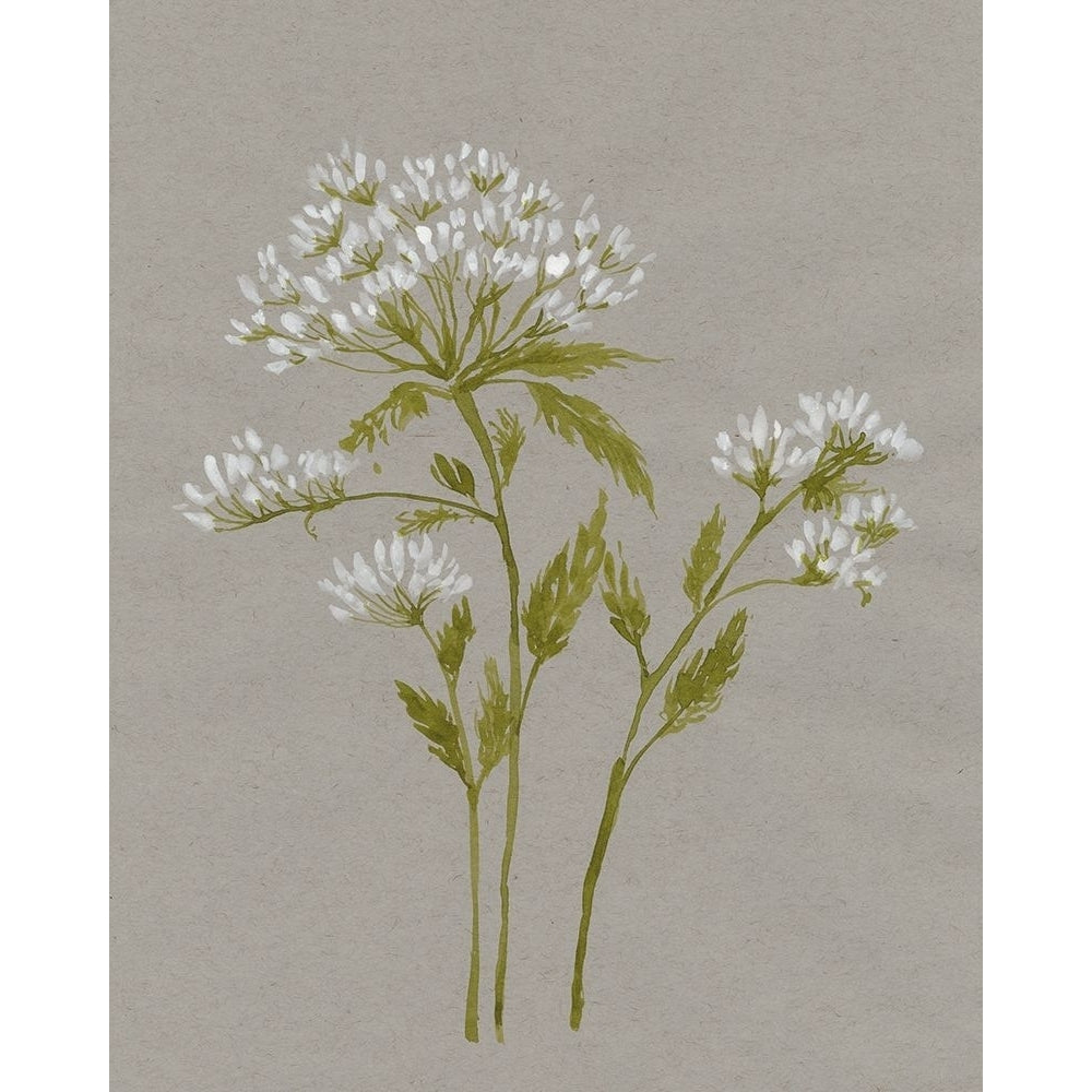 White Field Flowers IV Poster Print - Jennifer Goldberger-VARPDX176011FN Image 1