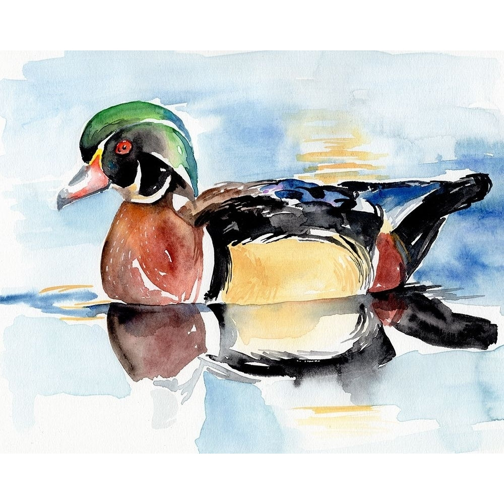 Watercolor Woodduck I Poster Print - Jennifer Paxton Parker-VARPDX176159Z Image 1