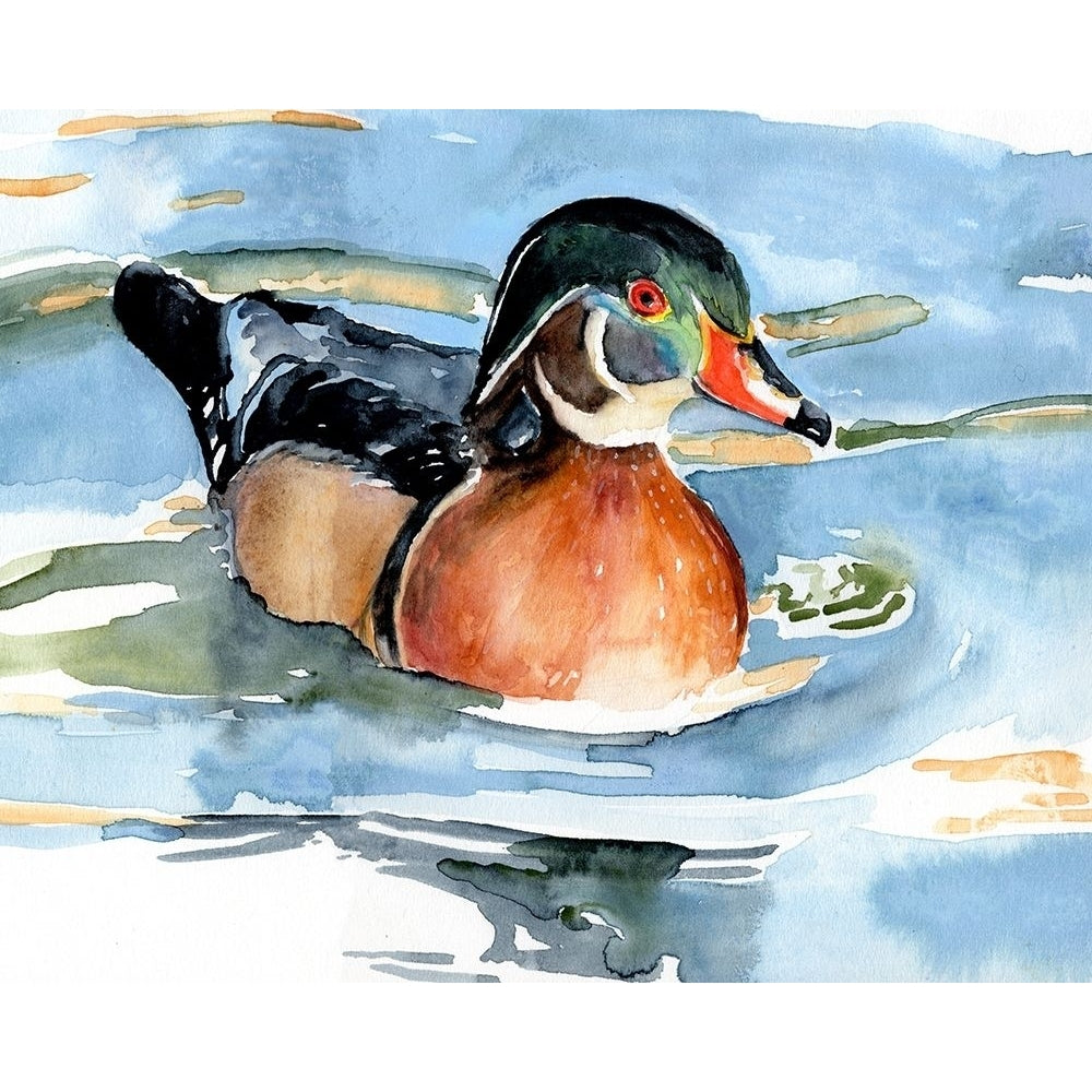 Watercolor Woodduck II Poster Print - Jennifer Paxton Parker-VARPDX176160Z Image 1