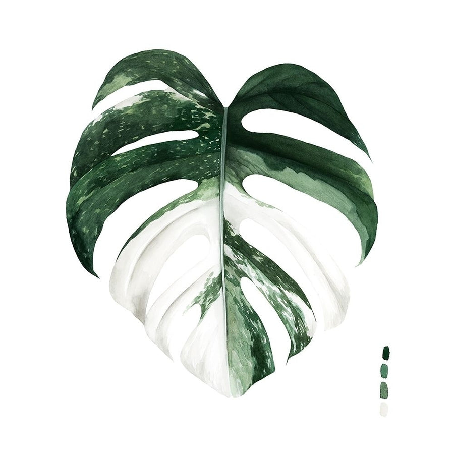 Custom Variegated Monstera I Poster Print - Grace Popp-VARPDX176223Z Image 1