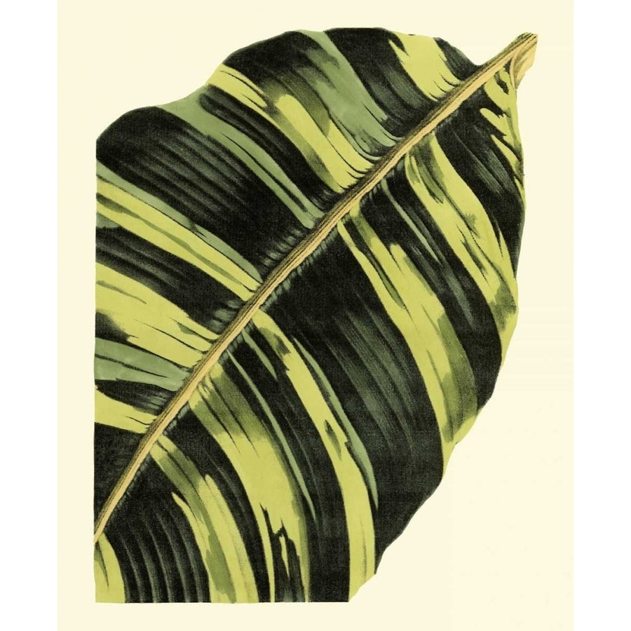 Grandiose Leaves II Poster Print - Studio Vision-VARPDX17623Z Image 1