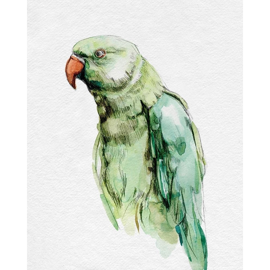 Bright Parrot Portrait I Poster Print - Emma Caroline-VARPDX176266Z Image 1