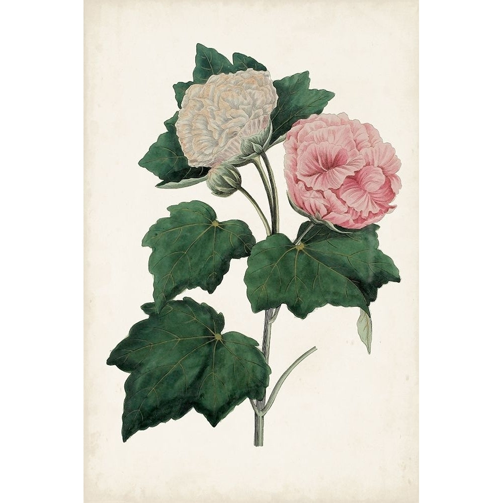 Vintage Rose Clippings II Poster Print - Studio Vision-VARPDX176681Z Image 1