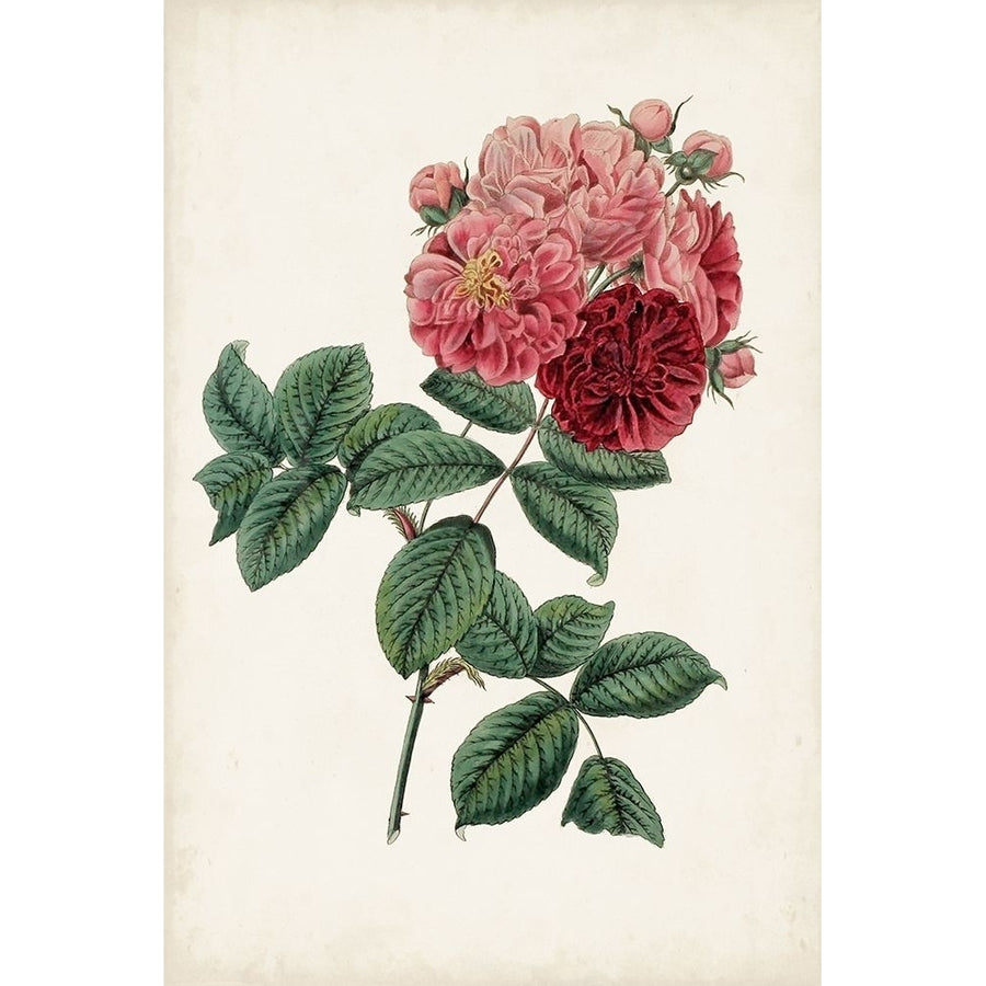 Vintage Rose Clippings III Poster Print - Studio Vision-VARPDX176682Z Image 1