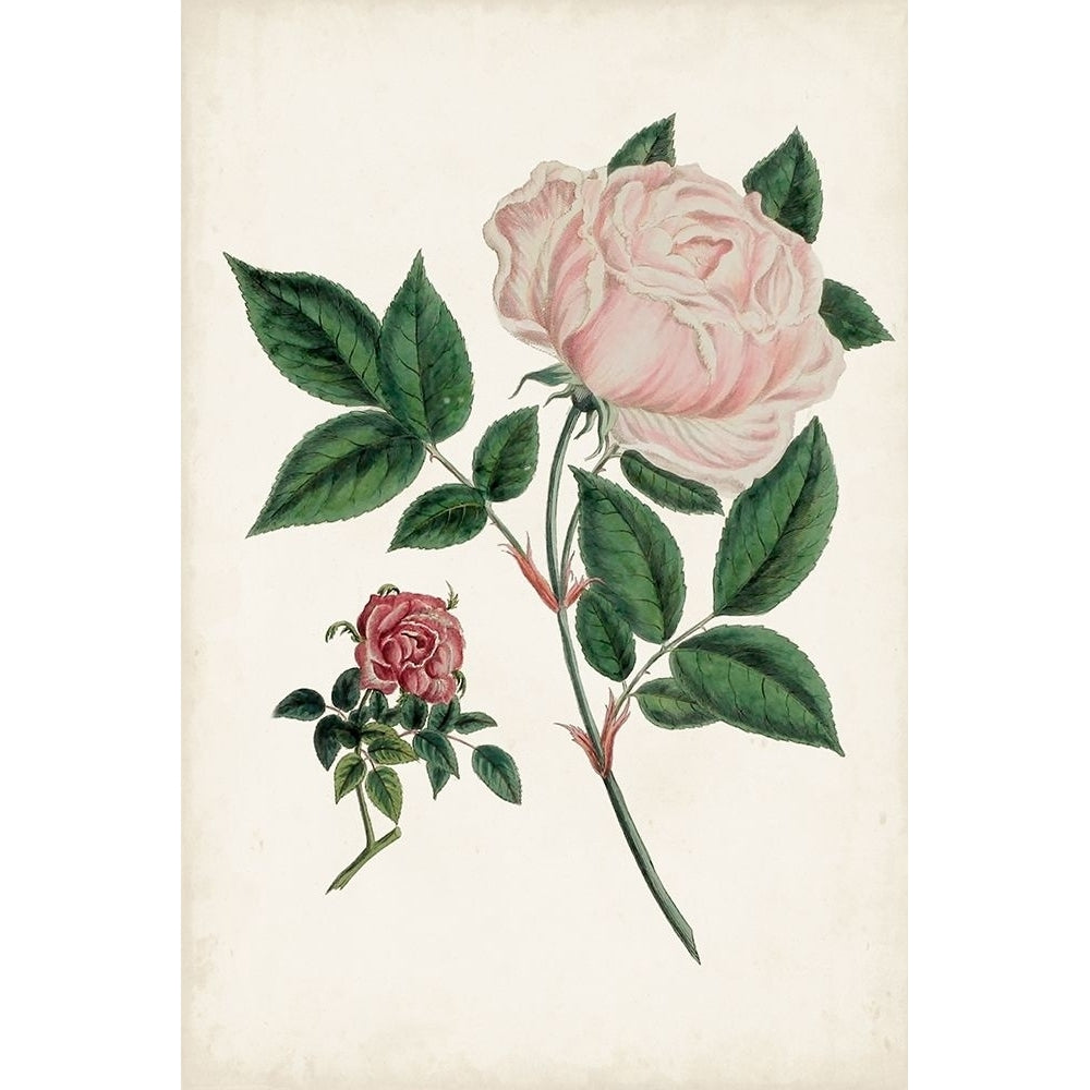 Vintage Rose Clippings I Poster Print - Studio Vision-VARPDX176680Z Image 1