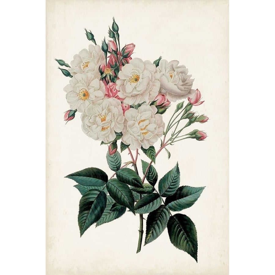 Vintage Rose Clippings IV Poster Print - Studio Vision-VARPDX176683Z Image 1