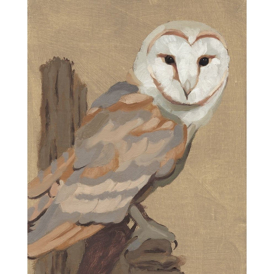 Common Barn Owl Portrait I Poster Print - Jacob Green-VARPDX176743Z Image 1