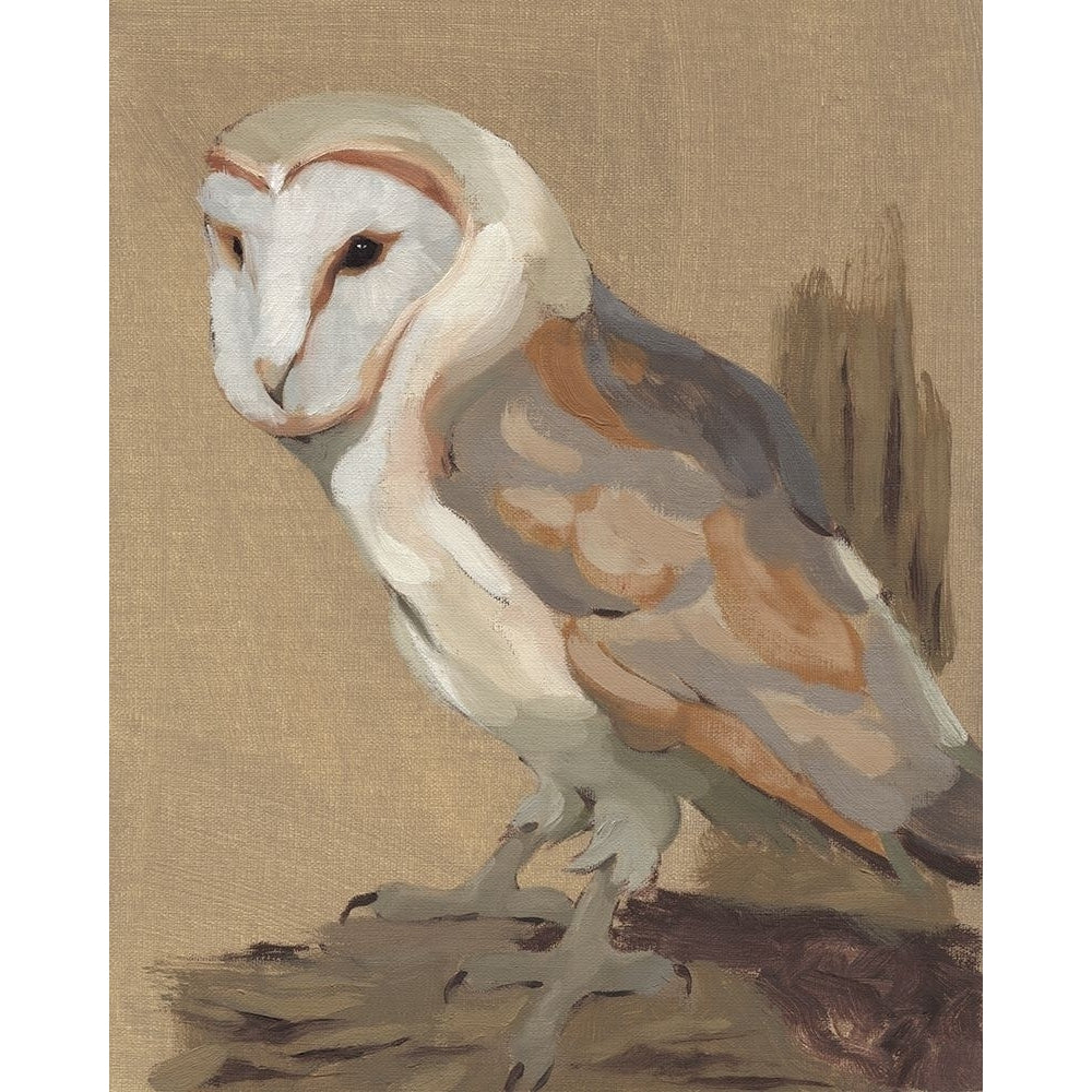 Common Barn Owl Portrait II Poster Print - Jacob Green-VARPDX176744Z Image 1