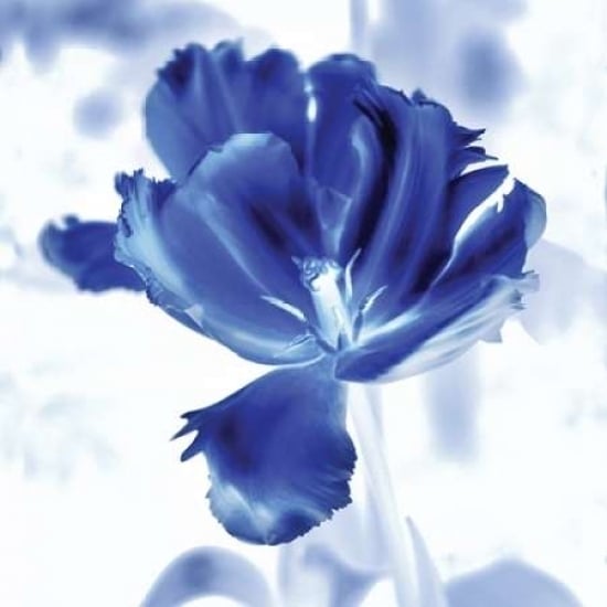 Blue Ice Tulip Poster Print by Kelly Donovan-VARPDX17734 Image 2