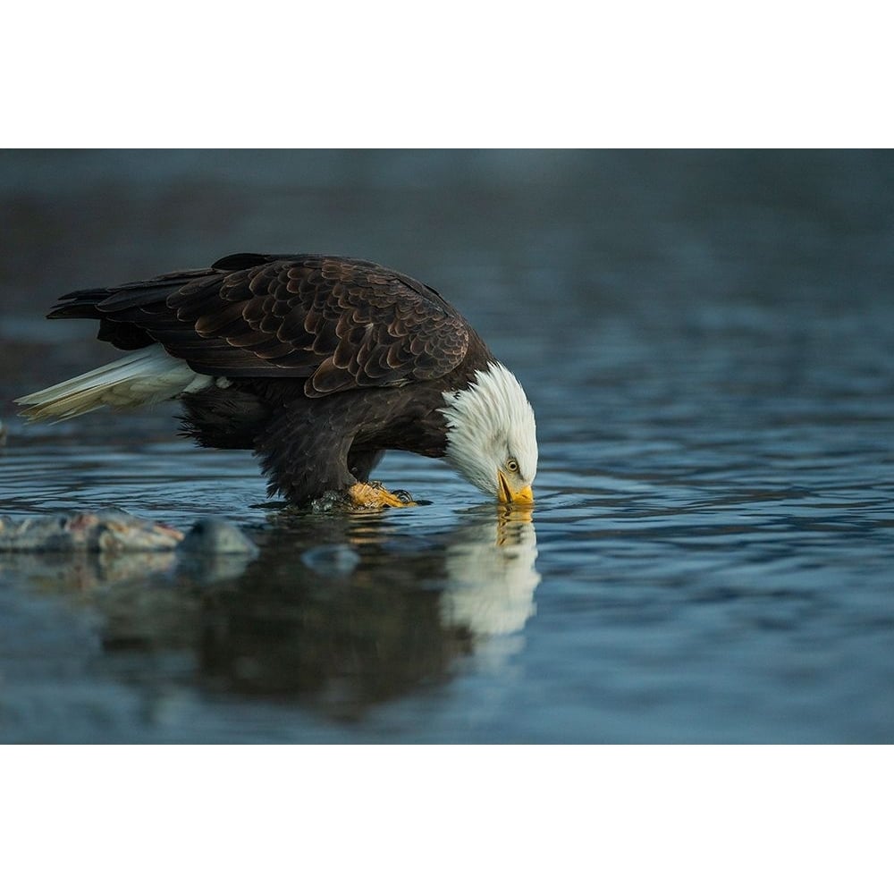 Bald Eagle Drink Poster Print - Valerio Ferraro-VARPDX1773749 Image 1