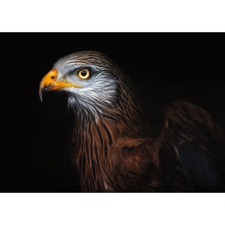 Red Kite Portrait Ii Poster Print - Santiago Pascual Buye-VARPDX1773419 Image 1