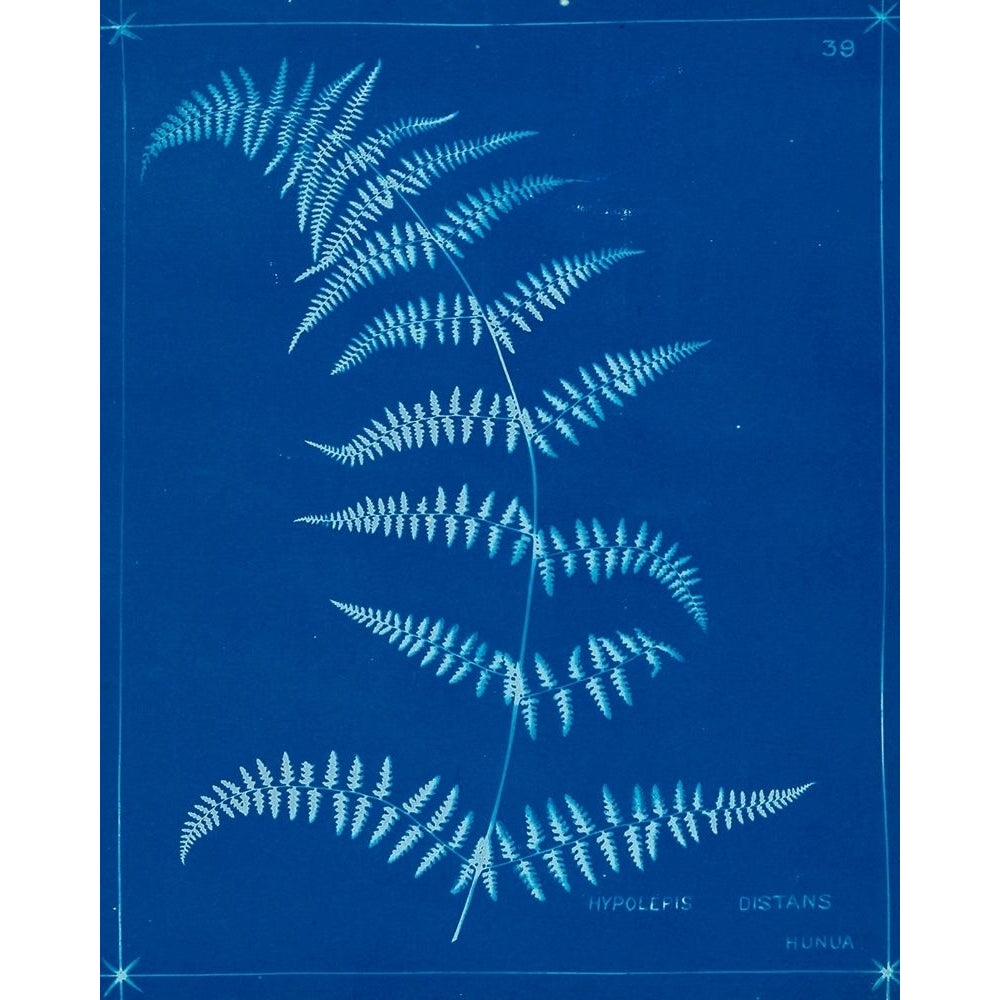 Cyanotype Ferns I Poster Print - Unknown-VARPDX177497Z Image 1