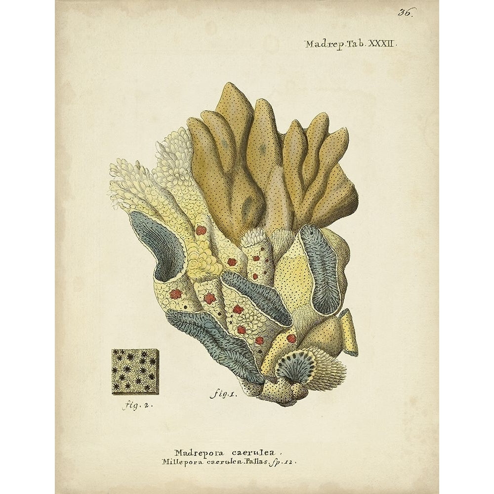 Ecru Coral III Poster Print - Johann Esper-VARPDX177508Z Image 1