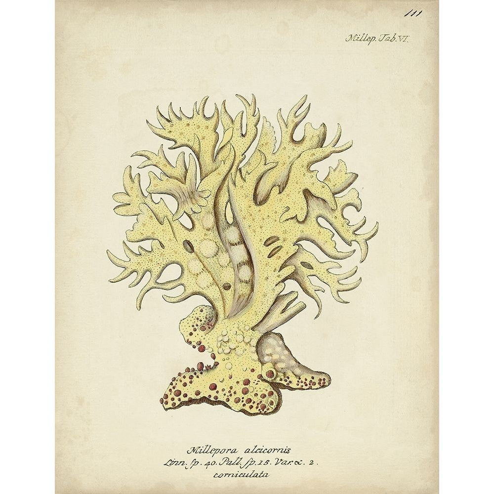 Ecru Coral IX Poster Print - Johann Esper-VARPDX177514Z Image 1