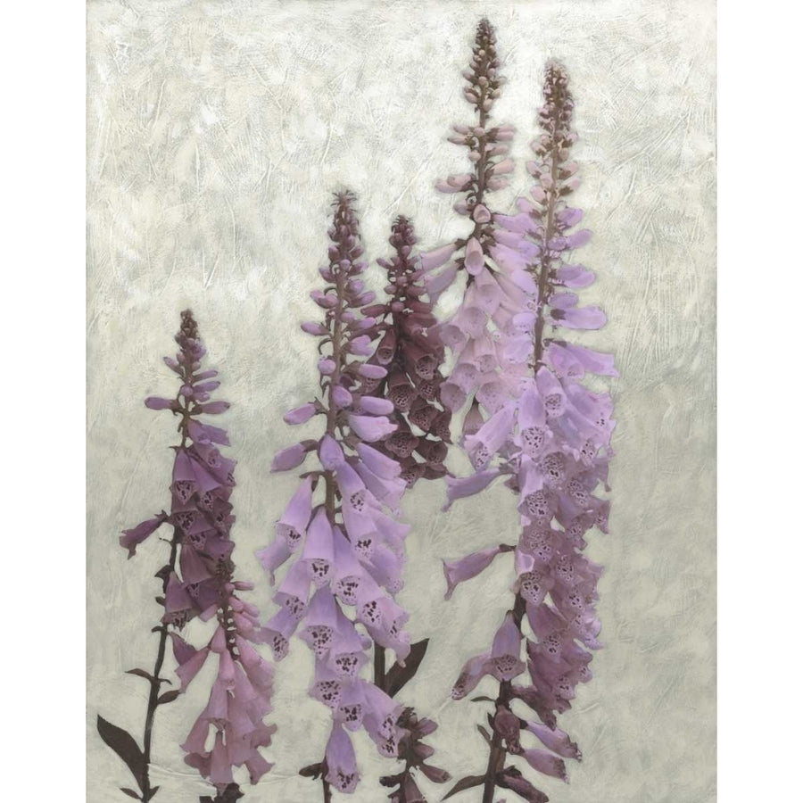 Non-Embellished Foxgloves I Poster Print - Chariklia Zarris-VARPDX17750Z Image 1