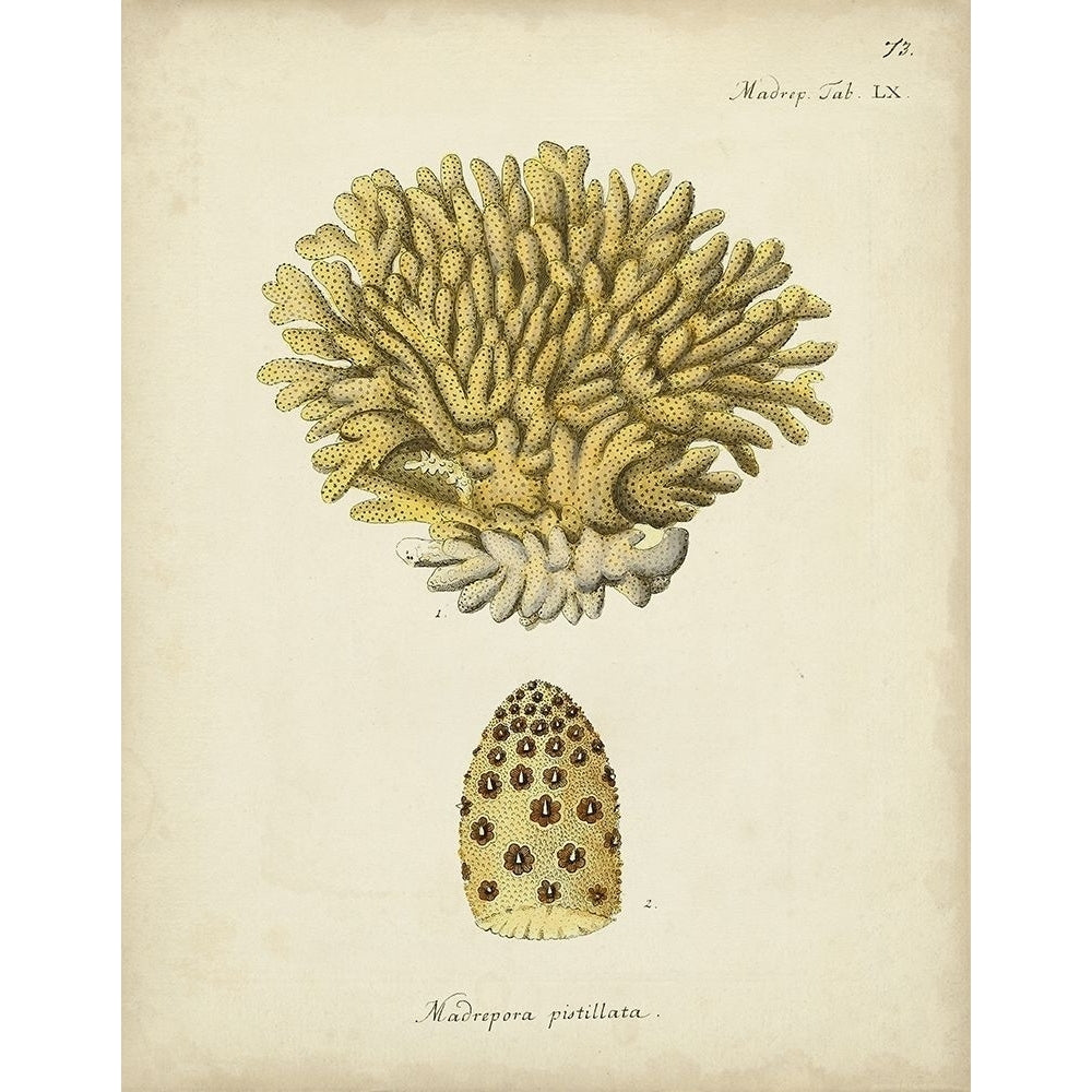 Ecru Coral VIII Poster Print - Johann Esper-VARPDX177513Z Image 1