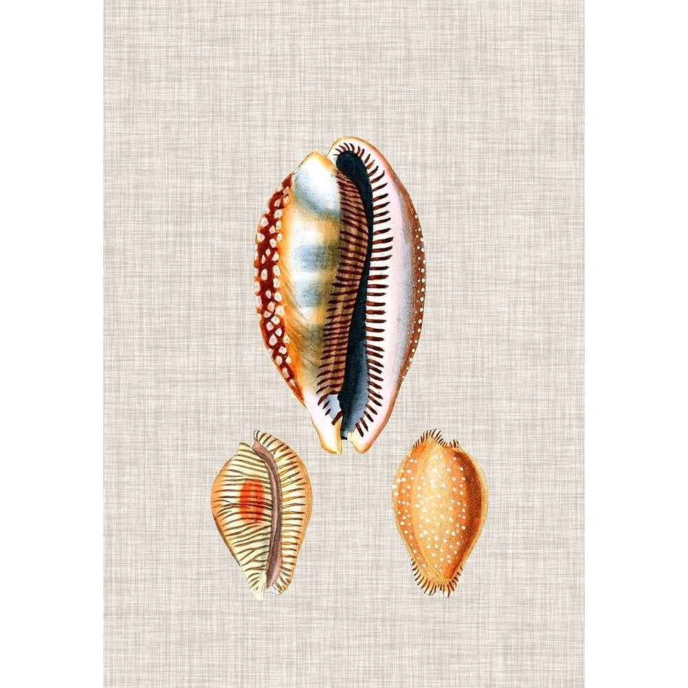 Antique Shells on Linen V Poster Print - Studio Vision-VARPDX177531Z Image 1