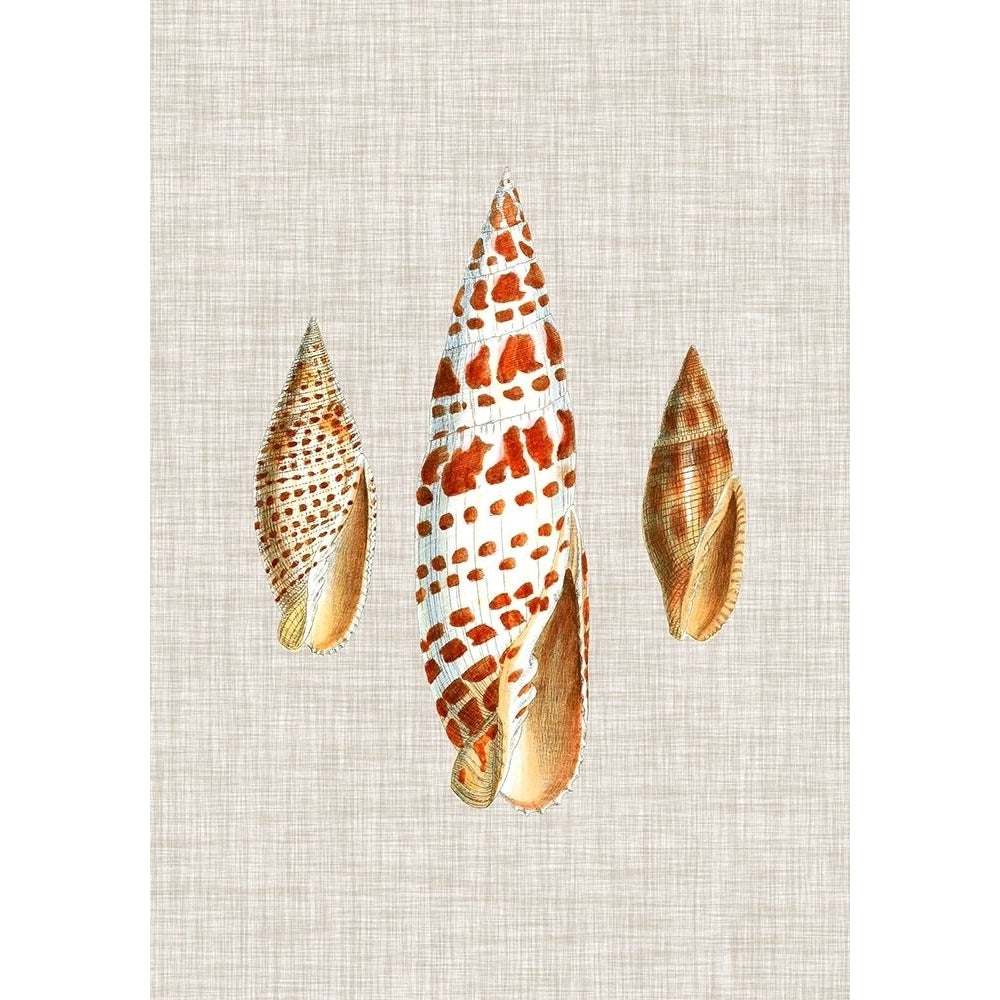 Antique Shells on Linen I Poster Print - Studio Vision-VARPDX177527Z Image 1