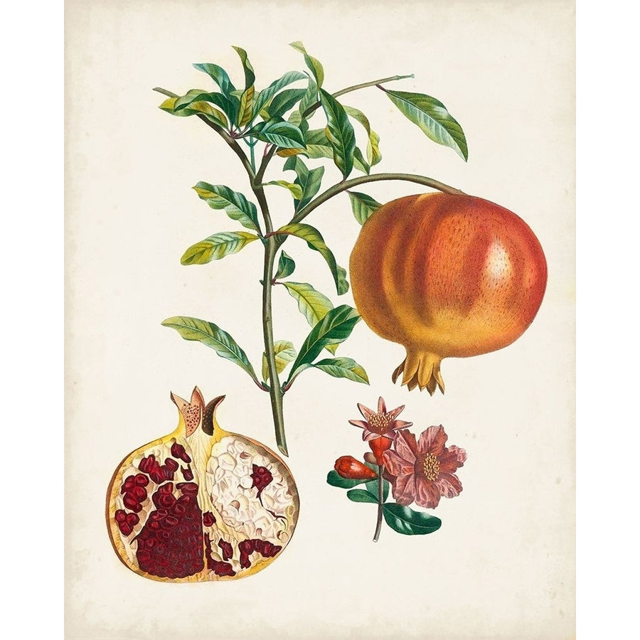 Grenadier a fruit doux Poster Print - Pierre Antoine Poiteau-VARPDX177538Z Image 1