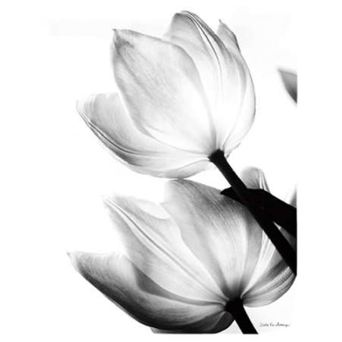 Translucent Tulips II no border Poster Print by Debra Van Swearingen-VARPDX17759 Image 1