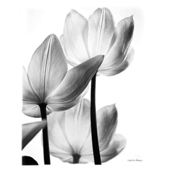 Translucent Tulips III no border Poster Print by Debra Van Swearingen-VARPDX17760 Image 1