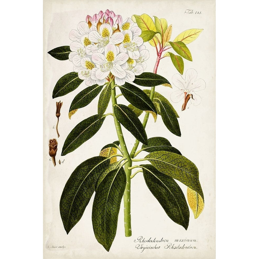 Vintage Rhododendron I Poster Print - Studio Vision-VARPDX177659Z Image 1