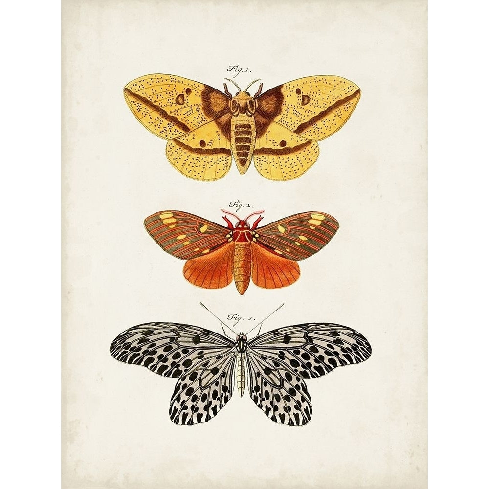 Vintage Butterflies IV Poster Print - Studio Vision-VARPDX177665Z Image 1