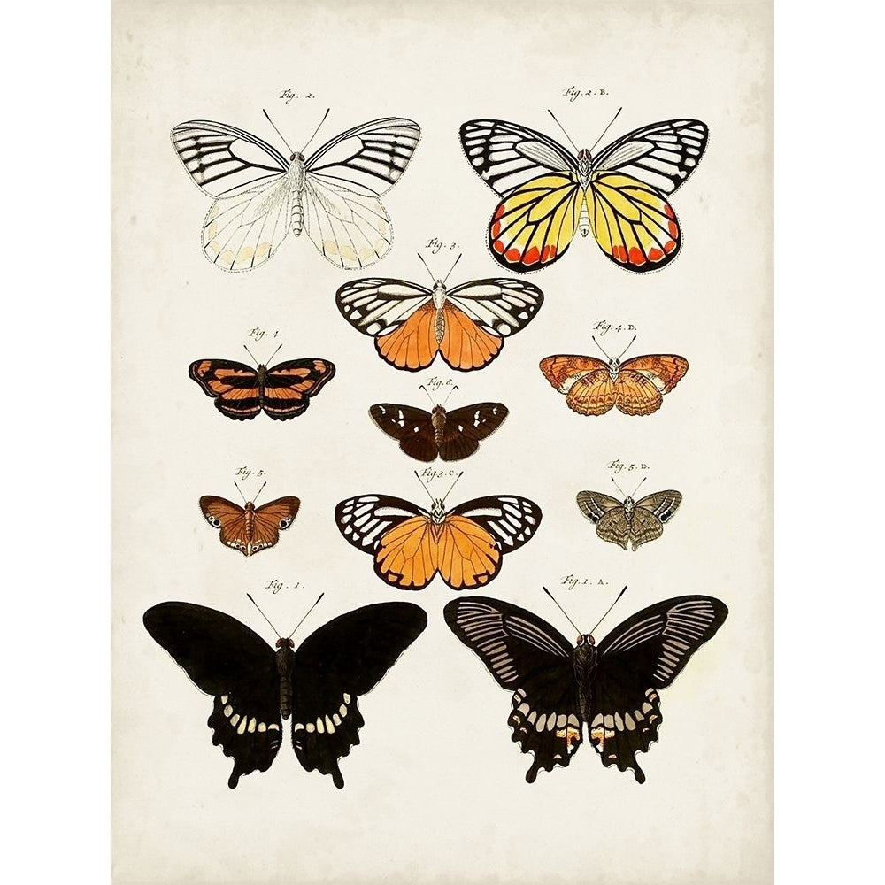 Vintage Butterflies III Poster Print - Studio Vision-VARPDX177664Z Image 1