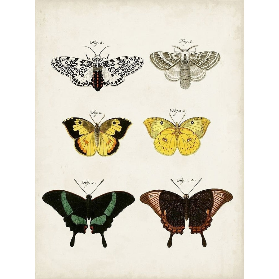 Vintage Butterflies VI Poster Print - Studio Vision-VARPDX177667Z Image 1