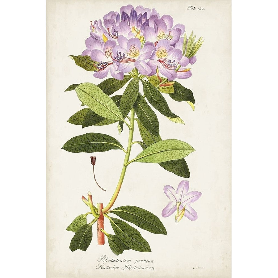 Vintage Rhododendron II Poster Print - Studio Vision-VARPDX177660Z Image 1