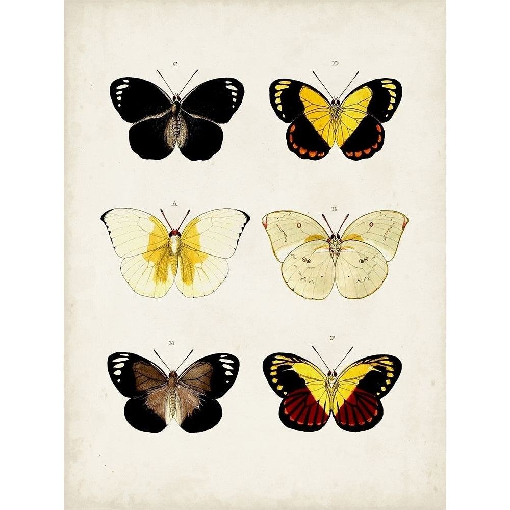 Vintage Butterflies I Poster Print - Studio Vision-VARPDX177662Z Image 1