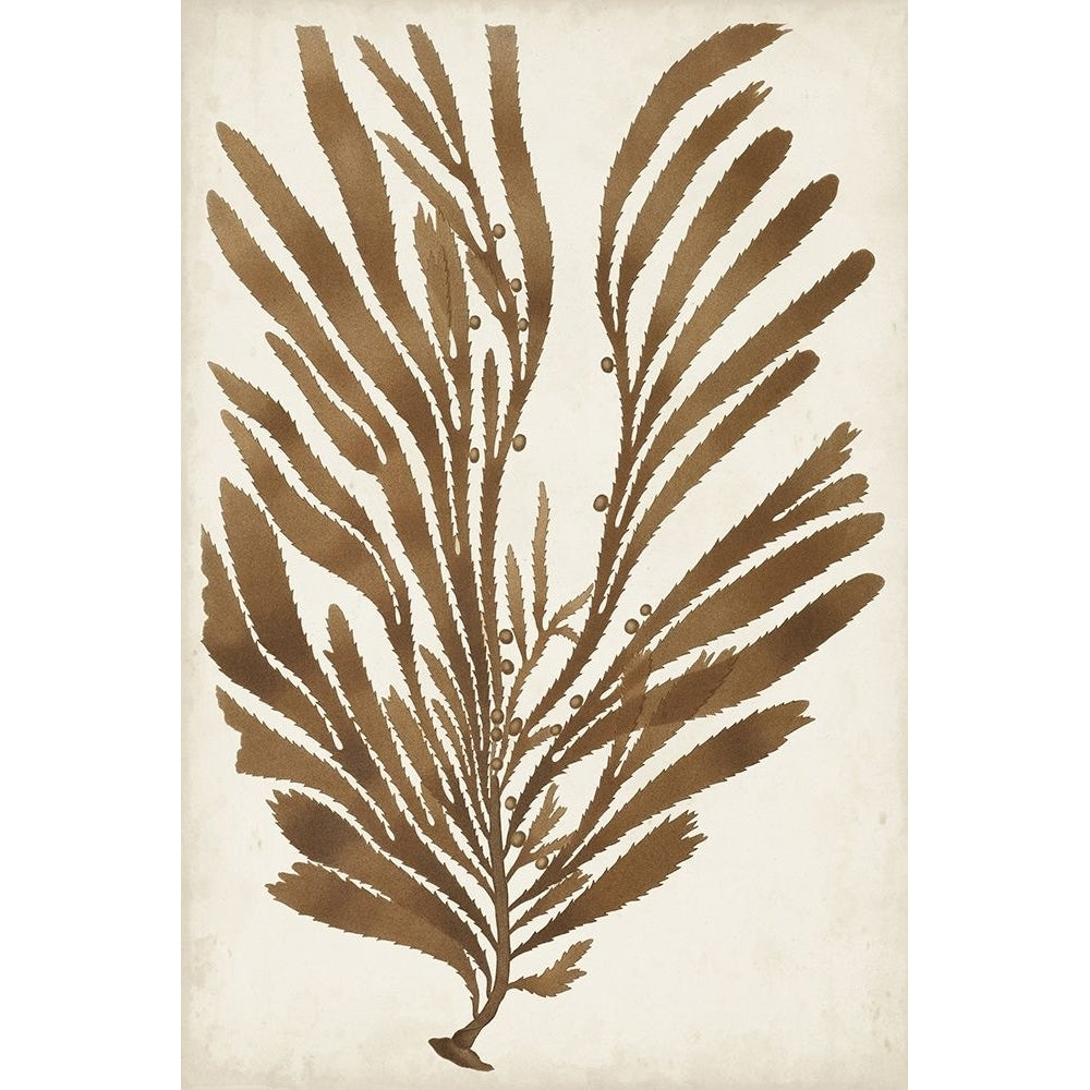 Sepia Seaweed II Poster Print - Studio Vision-VARPDX177683Z Image 1