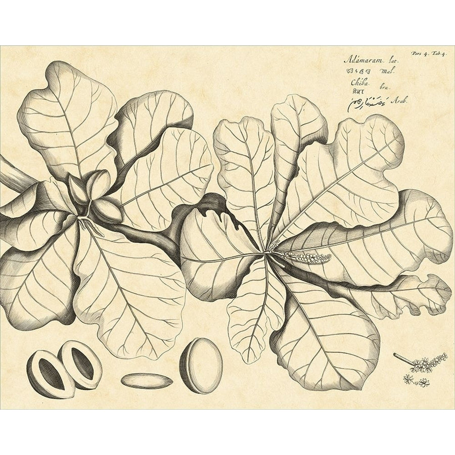 Vintage Leaf Study I Poster Print - Drakenstein H. Von-VARPDX17776ZL Image 1