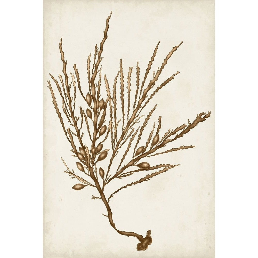 Sepia Seaweed V Poster Print - Studio Vision-VARPDX177686Z Image 1